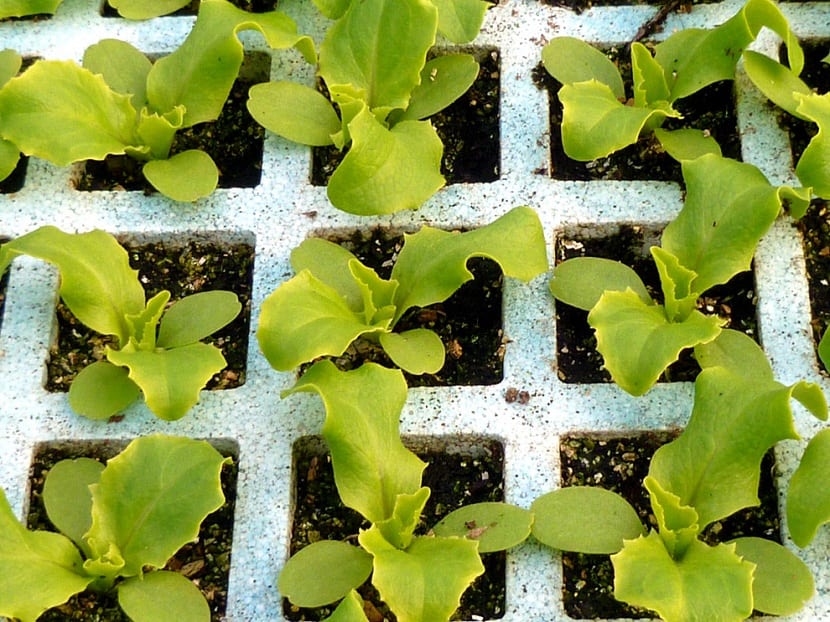 Plantones: qué son y cómo elegir uno bueno