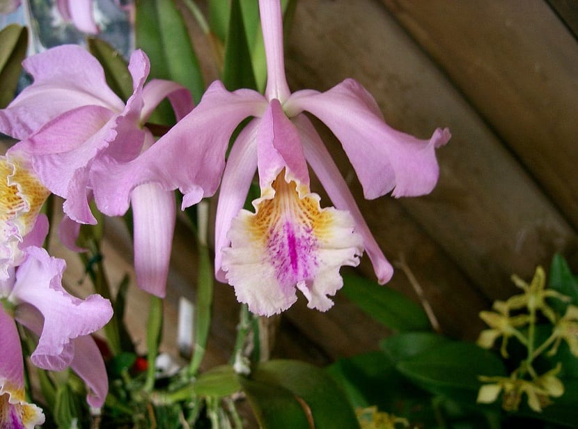 Cattleya: luz, riego y sustrato para que florezca