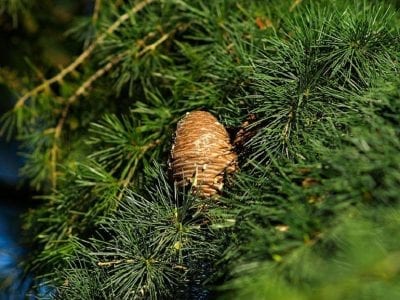 Cono y acículas del Cedrus deodara