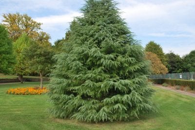 Variedad ornamental de cedro del Himalaya en jardín