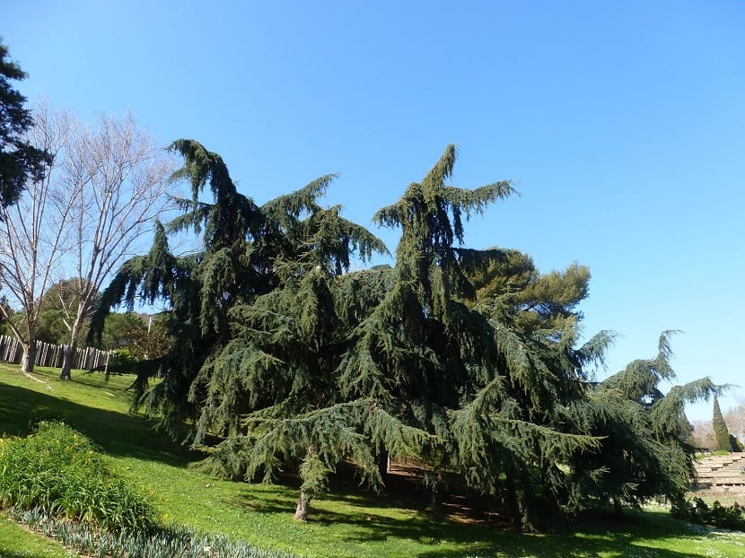 Cedrus deodara: cómo plantar el cedro del Himalaya