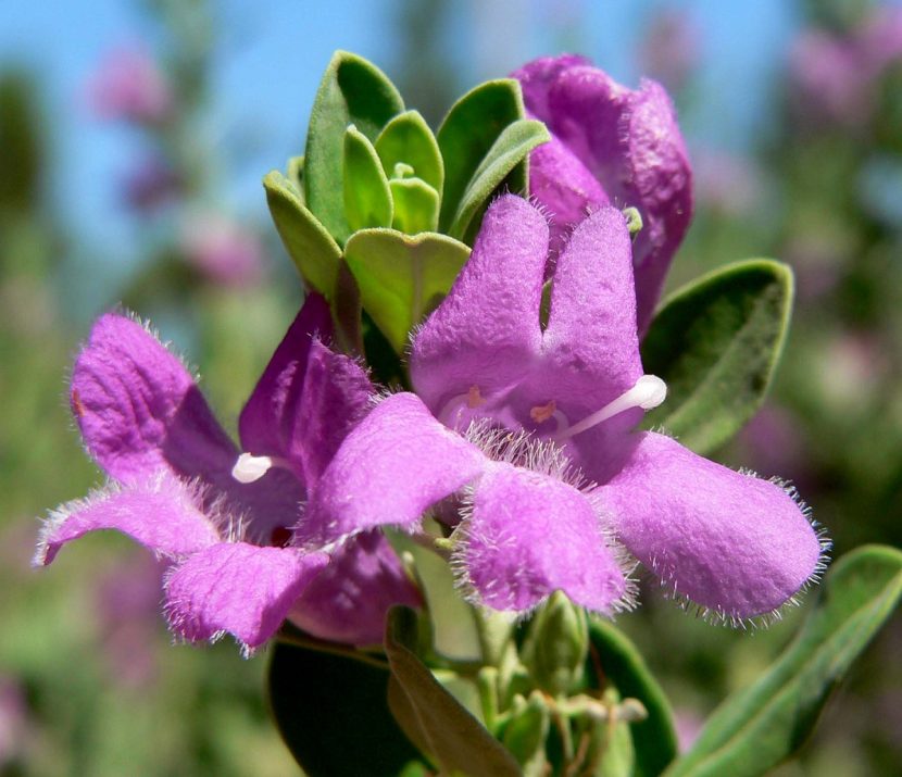 Detalle de la flor morada del cenizo