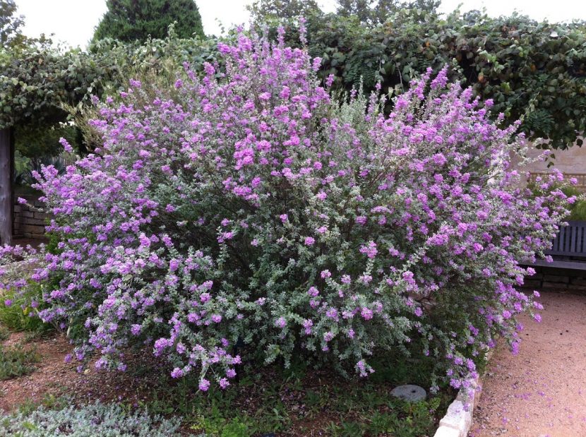 Ejemplar de Leucophyllum frutescens en flor
