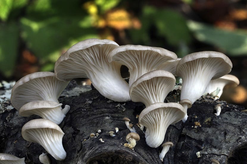 Ejemplares de champiñón ostra con láminas decurrentes blancas