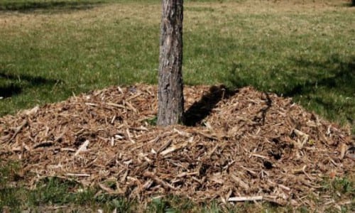 Acolchado orgánico protegiendo la base de las plantas en invierno