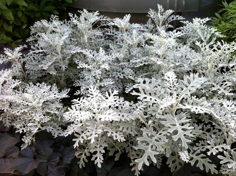 Mata de Cineraria maritima con follaje plateado