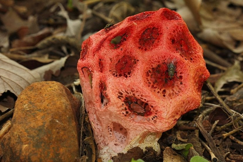 Ejemplar de Clathrus crispus con el receptáculo reticulado abierto