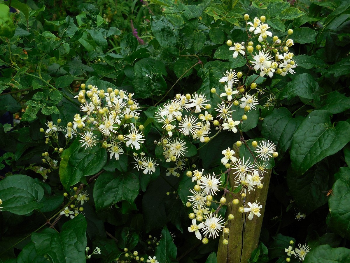 Clematis vitalba: identificación, cultivo, poda y control