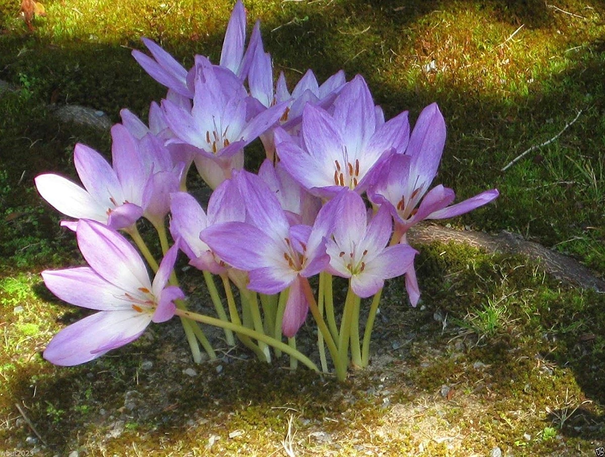 Colchicum autumnale: cultivo, toxicidad y cuidados