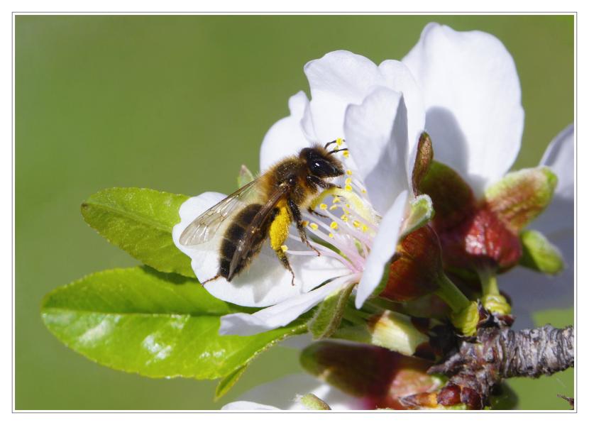 Abeja libando en la flor de un almendro