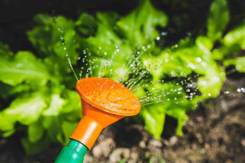 Riego de plantas con agua de lluvia almacenada
