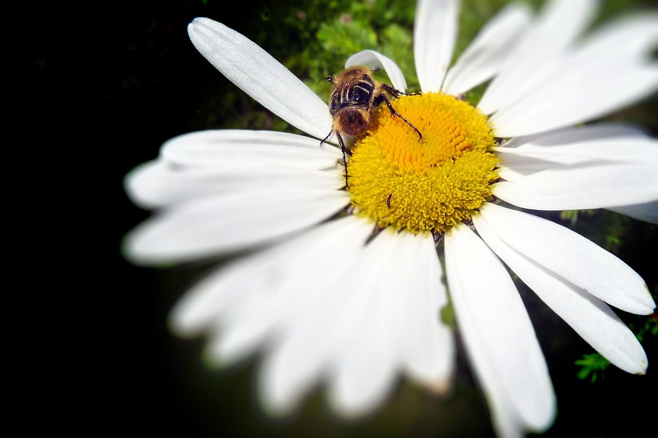 Abeja polinizando una margarita