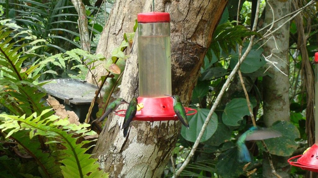 Colibríes bebiendo en un comedero de jardín