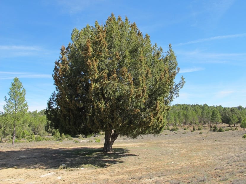 Cómo cuidar la sabina: plantación, riego y poda del Juniperus