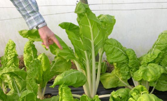 Cómo cultivar acelga: siembra, riego y cosecha continua
