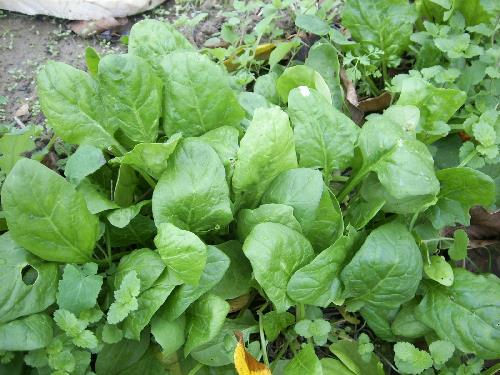 Cómo cultivar espinacas: siembra, riego y cosecha