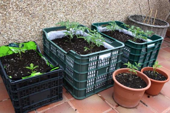 Cómo cultivar patatas: siembra, aporcado y cosecha