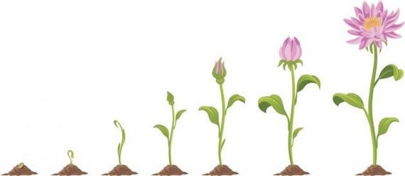 Cómo hacer que las plantas crezcan más rápido