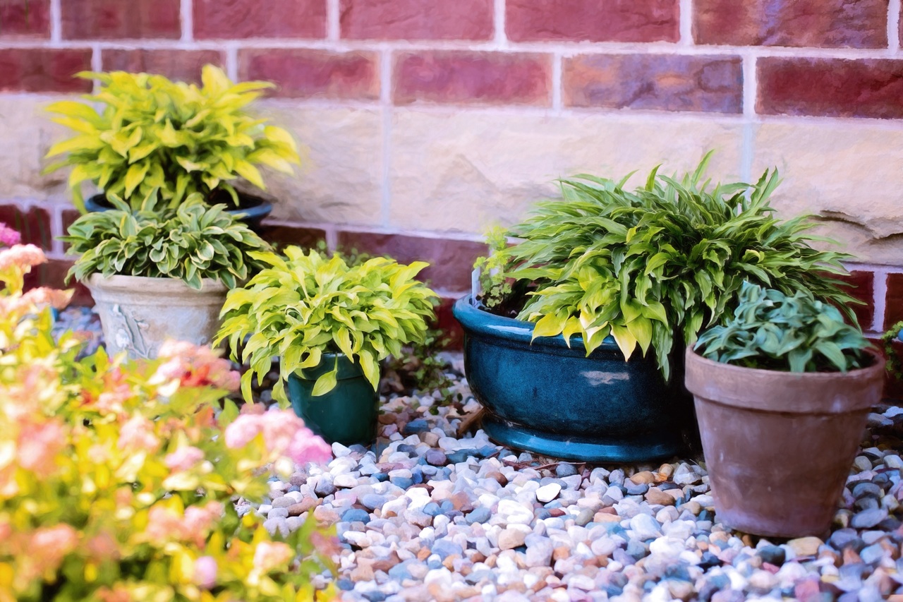 Exceso de agua en macetas: qué hacer para salvar la planta