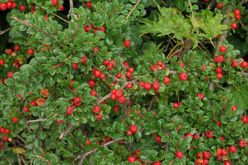 Mata rastrera de Cotoneaster dammeri cubriendo el suelo