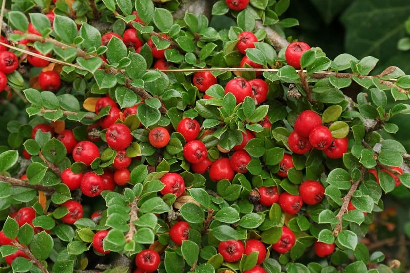 Cotoneaster dammeri: guía de cultivo y cuidados