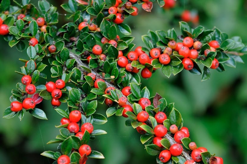 Cotoneaster horizontalis: cultivo, poda y usos en muros