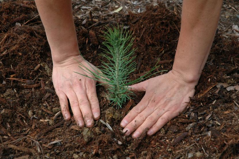 Cuándo plantar en España: calendario por tipo de planta