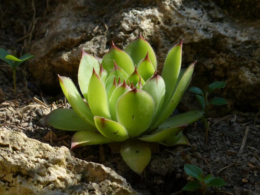 Roseta de Aeonium