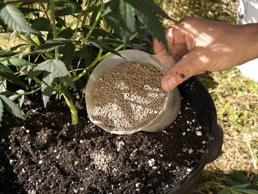 Cuándo abonar las plantas: calendario y dosis por especie