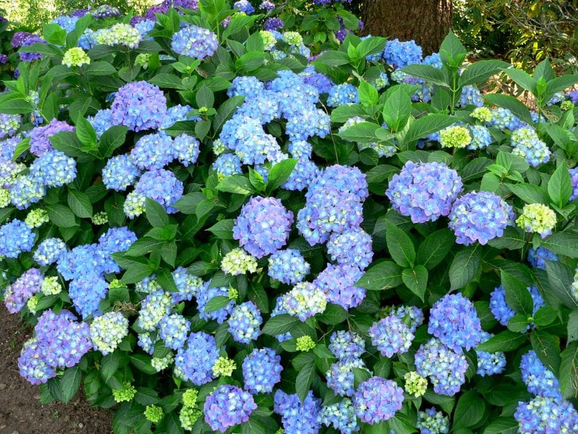 Hortensia de flores azules en suelo ácido