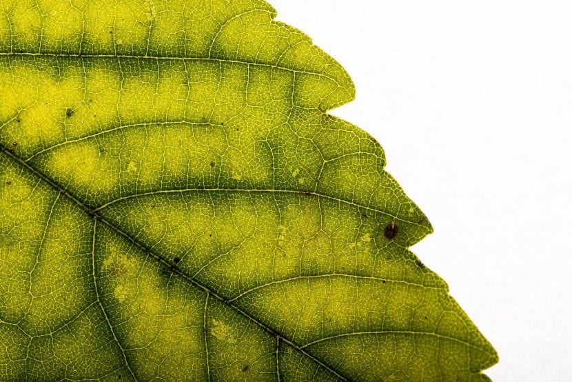 Hoja con clorosis férrica, nervios verdes sobre limbo amarillo