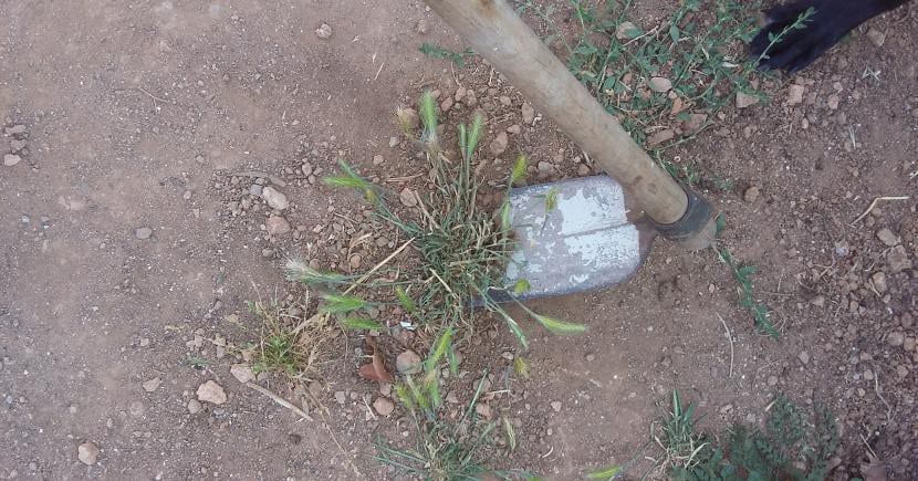 Eliminando hierbas del suelo con una azada