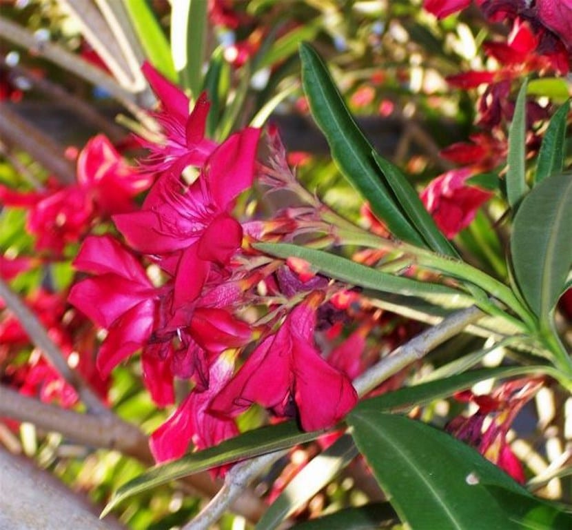 Plantas venenosas del jardín: cuáles son y qué hacer