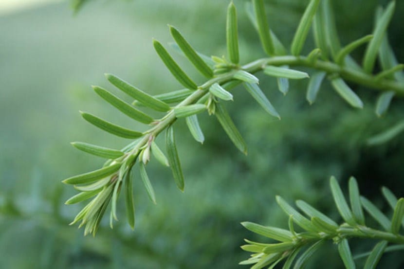 Ramas y arilos de tejo, Taxus baccata