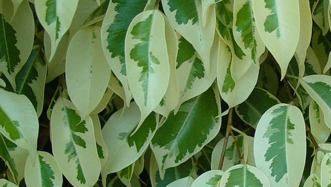 Detalle del follaje del Ficus benjamina