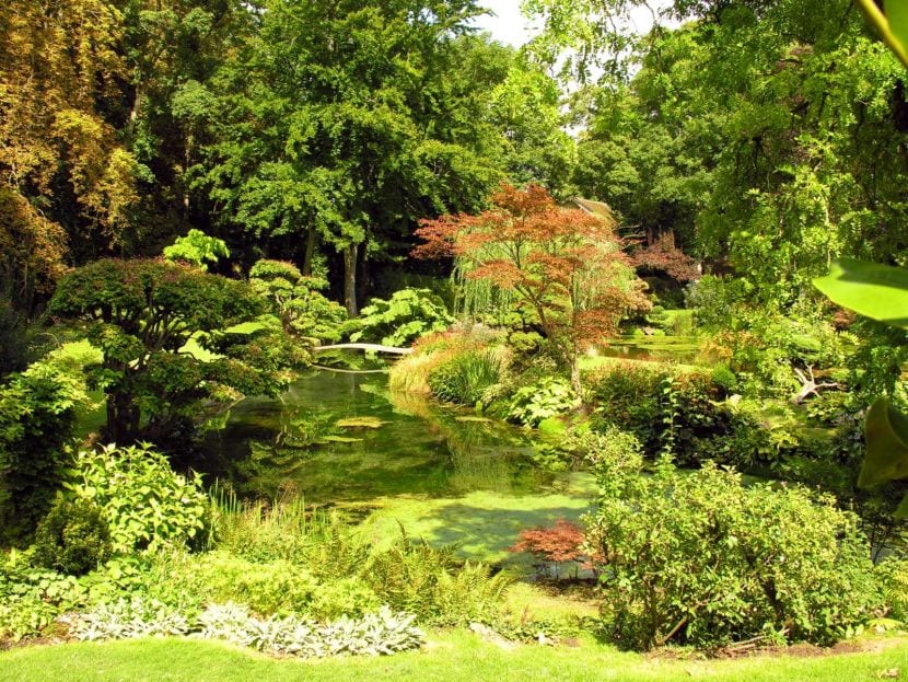 Jardín japonés con vegetación de sombra y musgo