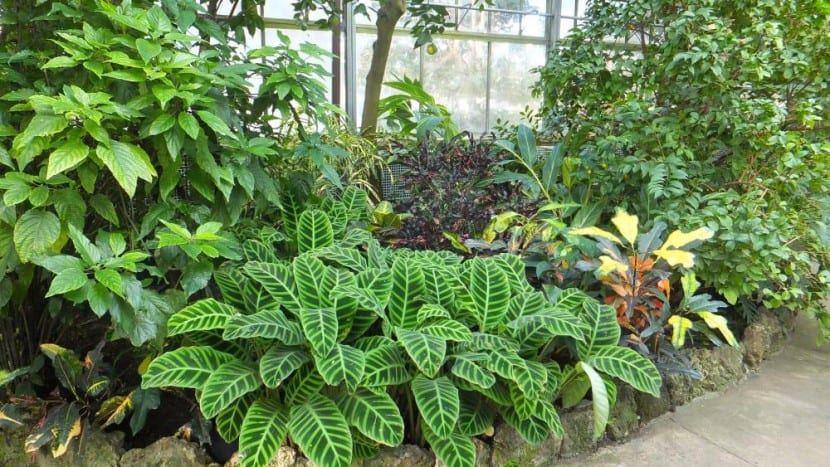 Plantas colocadas en el jardín