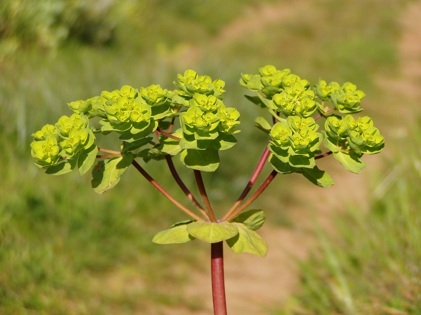 Euphorbia helioscopia: identificación, toxicidad y control