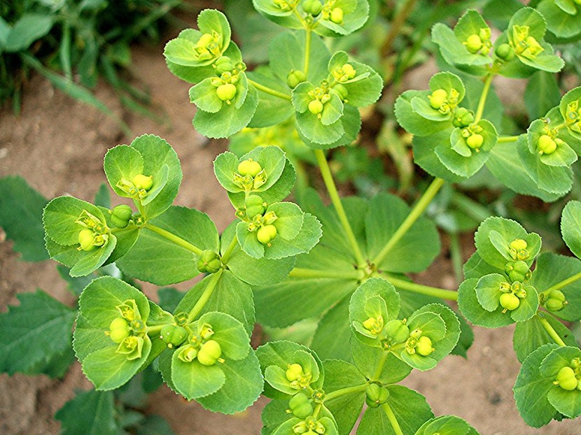 Hojas obovadas y aserradas de Euphorbia helioscopia