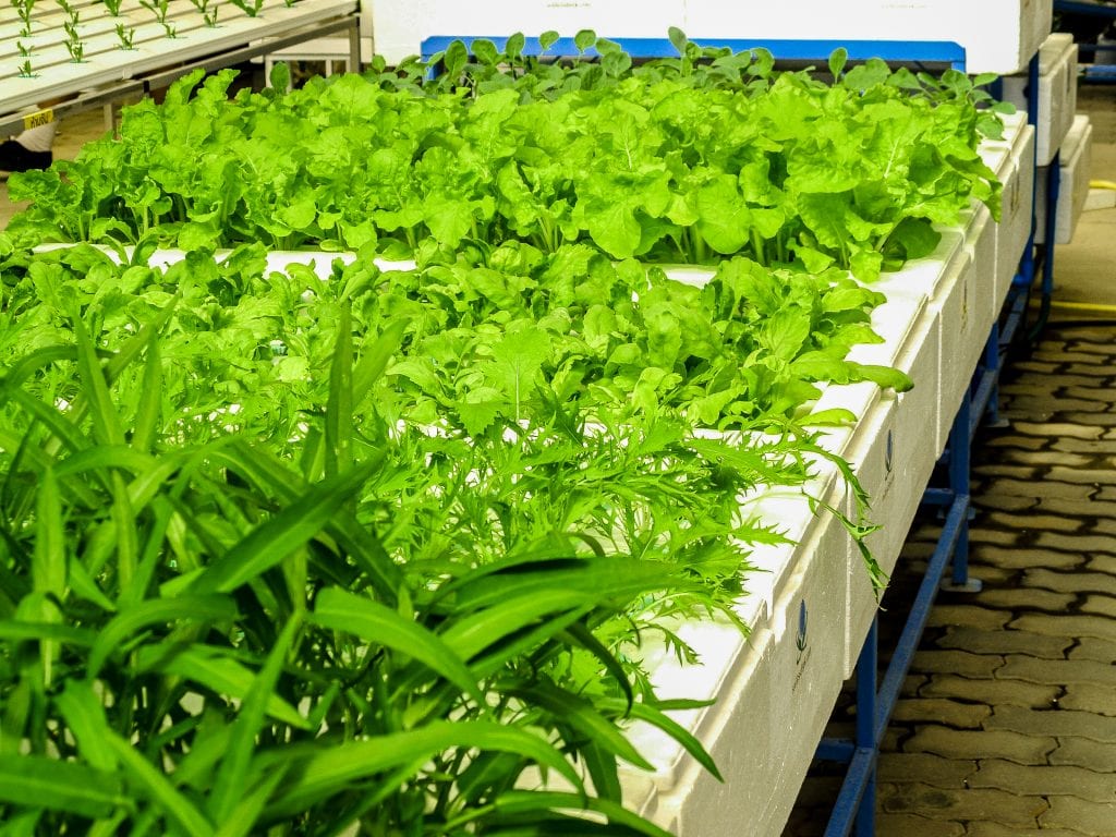Cultivo hidropónico de plantas sin tierra