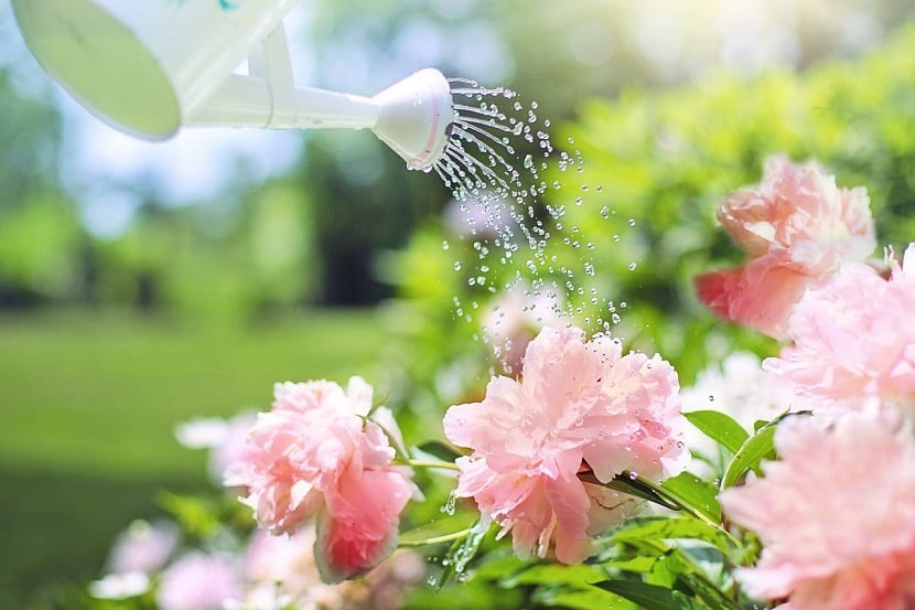 Riego eficiente de plantas en el jardín