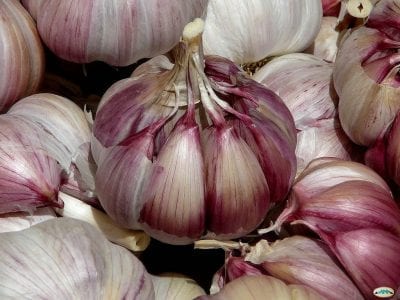 Cabezas de ajo para preparar insecticida casero