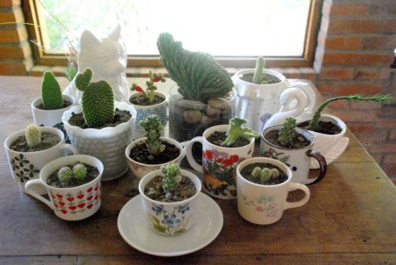 Cactus plantados en tazas recicladas