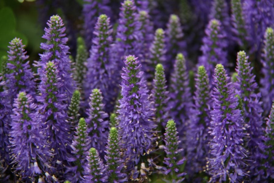 Lavanda en flor en un jardín