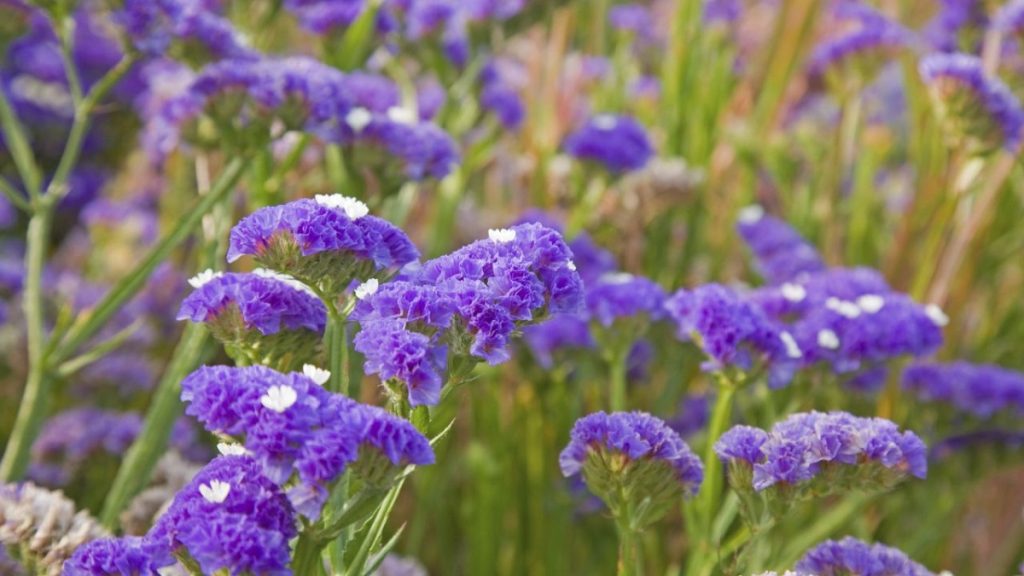 Flores de Limonium sinuatum en distintos colores