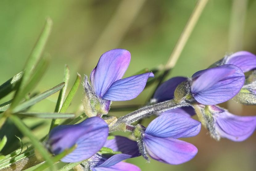 Flores azules en racimo de Lupinus angustifolius