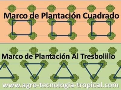 Esquema de marcos de plantación cuadrada y al tresbolillo