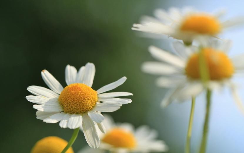 Flores de manzanilla, atractivas para insectos auxiliares