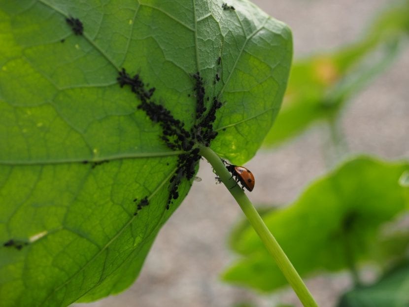 Mariquita depredando una colonia de pulgones