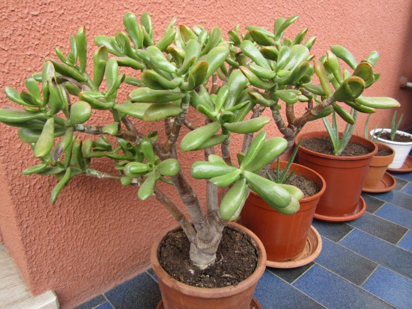 Planta de Crassula ovata en maceta